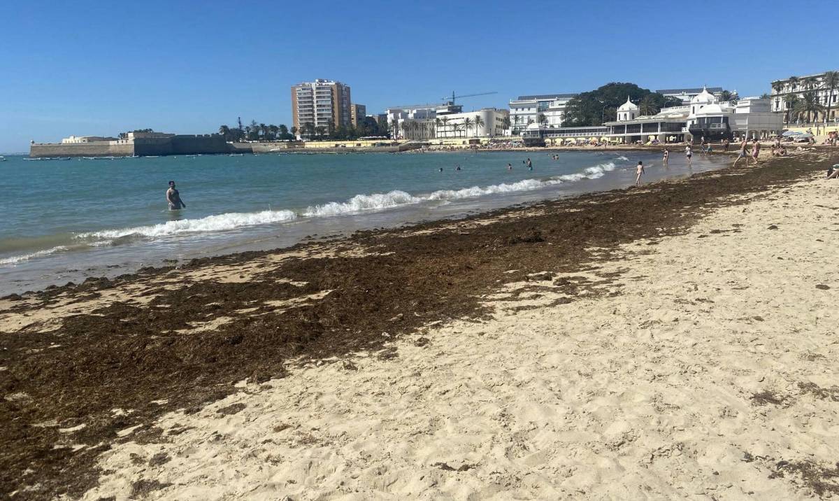 El alga asiática en pleno mes de junio en La Caleta de Cádiz - 
