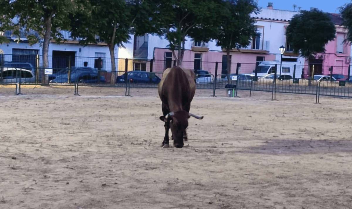 Una vaca reparte 500 euros en un pueblo de Sevilla: así fue el curioso concurso de 'la caca'