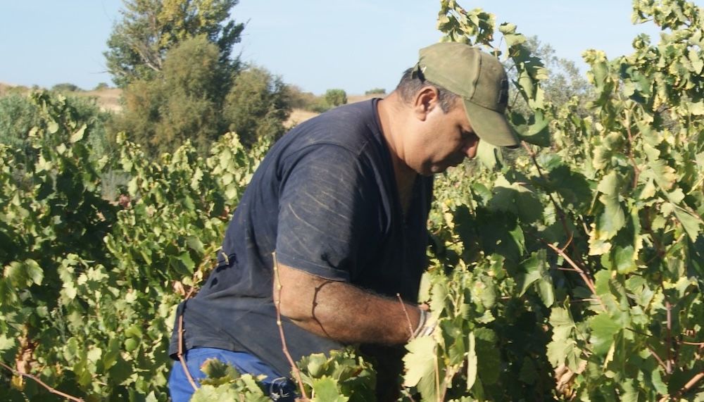 Condado de Huelva: una vendimia con 10 millones de kilos de uva menos