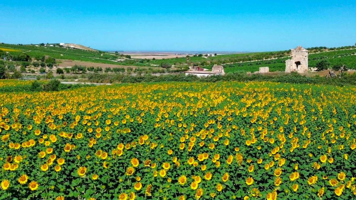 Ni la Toscana ni la Provenza: el paisaje de girasoles que sorprende en plena provincia de Cádiz
