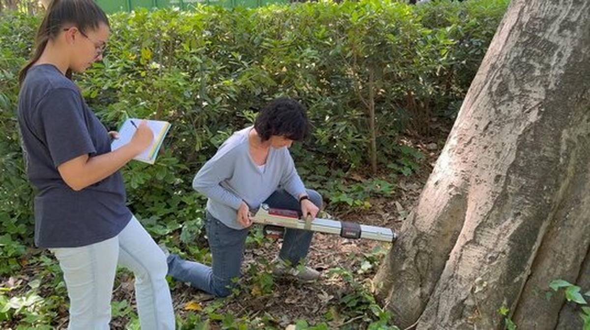Tecnología para cuidar los árboles centenarios en el Parque María Luisa: así revisa Sevilla los ejemplares de gran porte