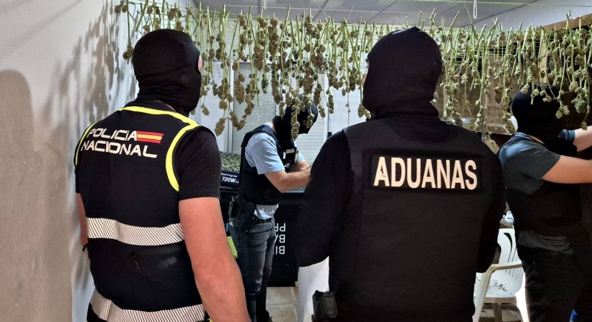 Agentes de Policía Nacional, en la plantación de marihuana. - Agentes de Policía Nacional, en la plantación de marihuana.