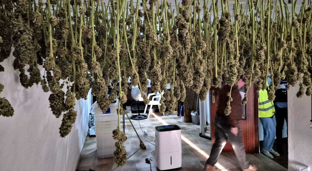 Marihuana en bolsas de patatas fritas: una red distribuía la droga en camiones desde una nave de La Luisiana 