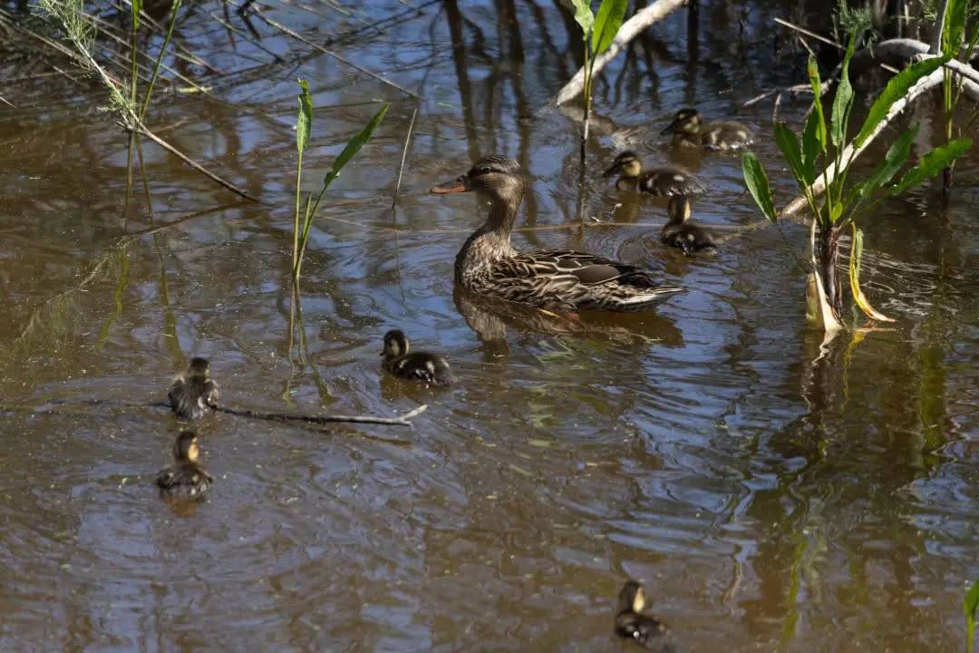 La rica biodiversidad del humedal Cerro de las Cigüeñas ha hecho que consiguiera su calificación de Zona de Especial Protección para las Aves.