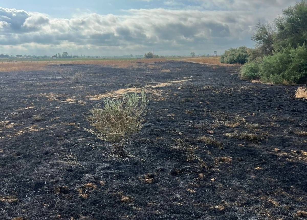 Incendian por enésima vez uno de los mayores humedales de Sevilla días antes de que se presente un proyecto para ampliarlo