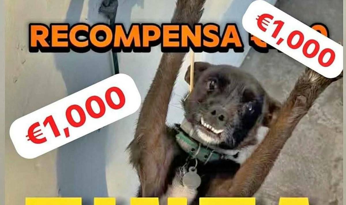 Hasta 1.000 euros de recompensa para la persona que encuentre al perro perdido en Arcos. - 