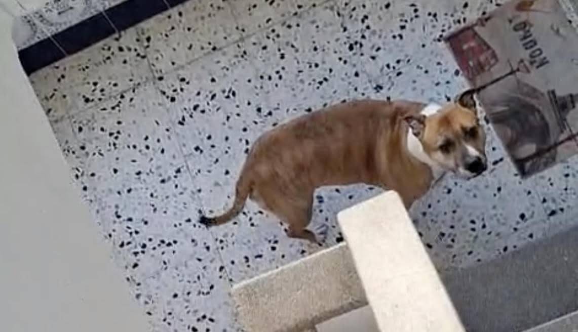 El calvario que viven vecinos de la barriada del Carmen de Jerez: gritos por la noche y perros peligrosos sueltos por la escalera