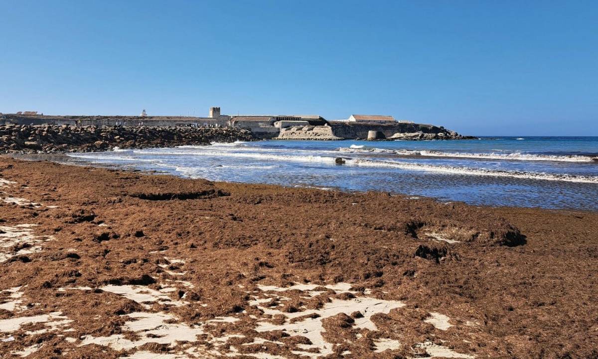 El alga invasora que 'fastidia' las playas, clave para alimentar mejor a los peces según un estudio