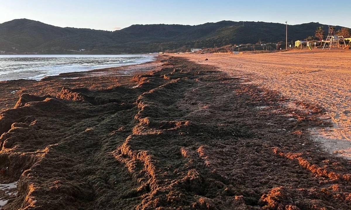 Cádiz mira a Portugal para combatir el alga invasora: Diputación destina 605.000 euros a los municipios afectados