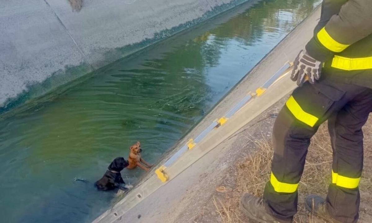 Bomberos rescatan a dos perros caídos a un canal junto a la A-2002 en El Puerto - Bomberos rescatan a dos perros caídos a un canal junto a la A-2002 en El Puerto