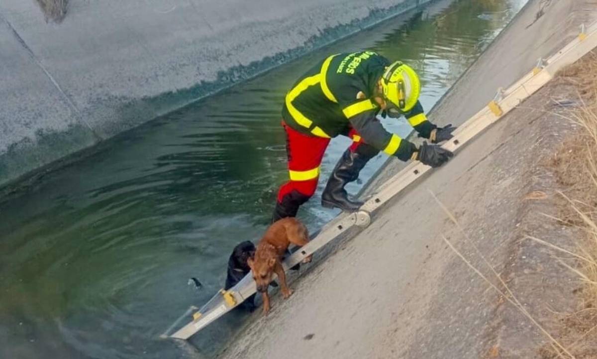 Bomberos rescatan a dos perros caídos a un canal junto a la A-2002 en El Puerto - Bomberos rescatan a dos perros caídos a un canal junto a la A-2002 en El Puerto