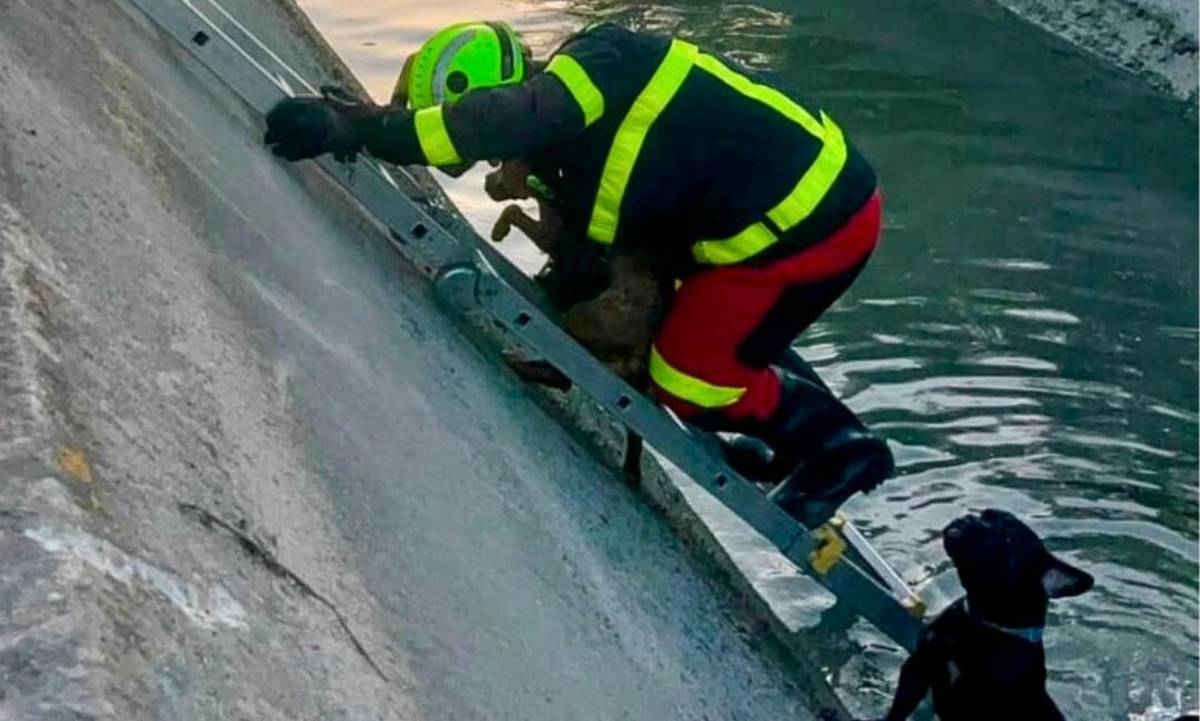 Dos perros caen a un canal próximo a una carretera en El Puerto: un rescate de una hora con final feliz