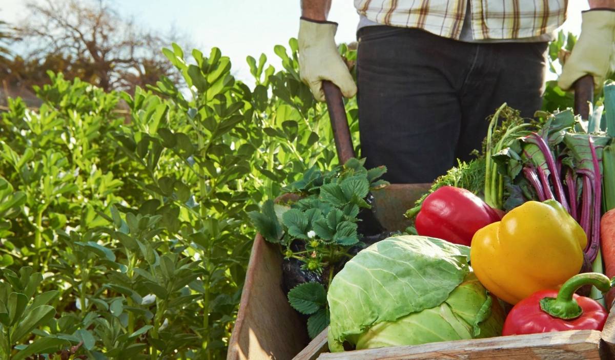 Alemania lidera las exportaciones agroalimentarias de Andalucía en el primer trimestre de 2026 - Alemania lidera las exportaciones agroalimentarias de Andalucía en el primer trimestre de 2026