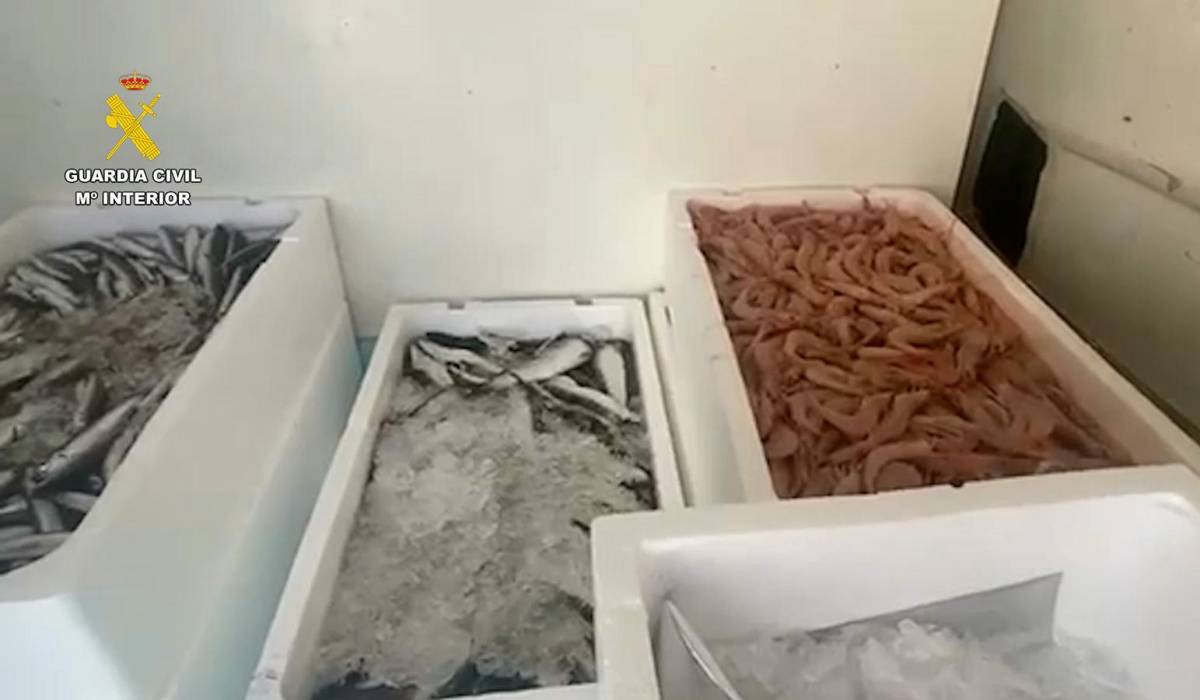 La Guardia Civil interviene pescado y marisco sin control sanitario en El Puerto - La Guardia Civil interviene pescado y marisco sin control sanitario en El Puerto