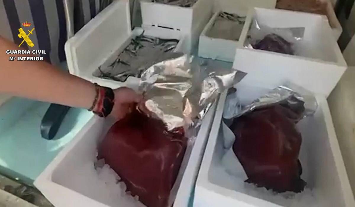 Sardinas, boquerones, gambas y atún rojo sin control sanitario: la Guardia Civil interviene más de 31 kilos en El Puerto