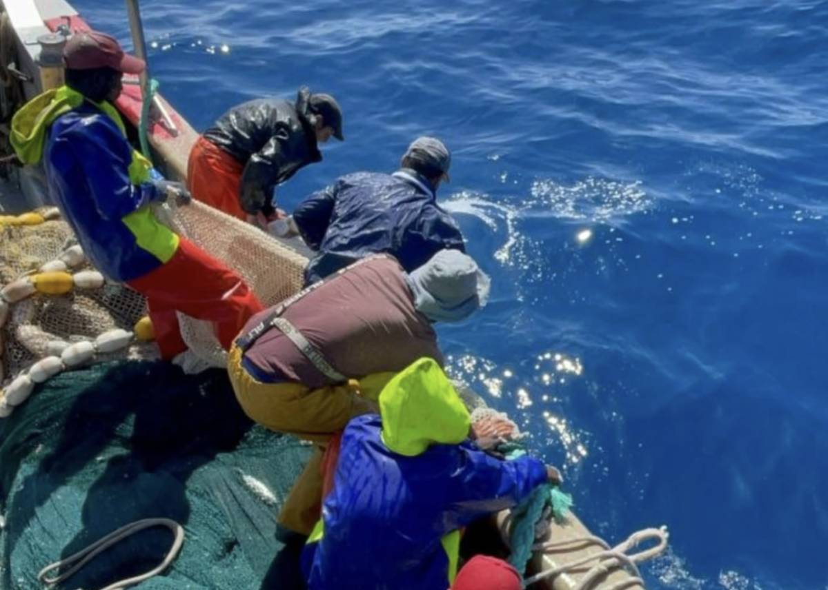 La pesca de la caballa del sur, en peligro en Andalucía: 