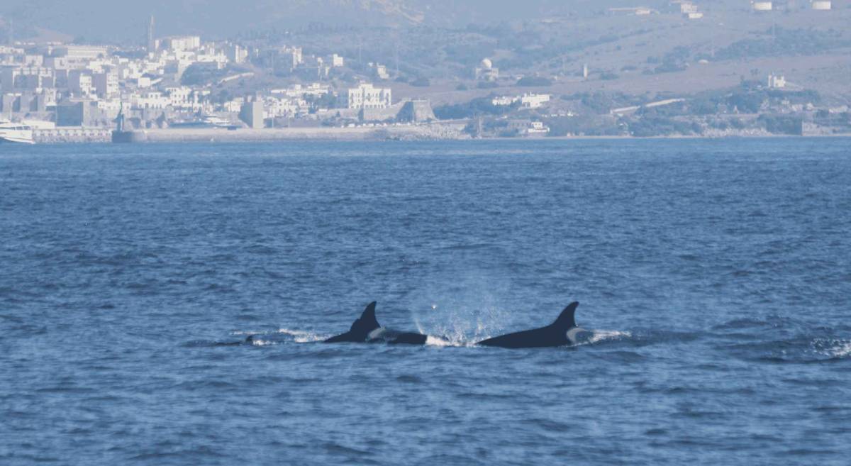Una joven de 16 años planta cara al ruido de los ferris en el Estrecho: esta es su petición para salvar a las orcas y delfines
