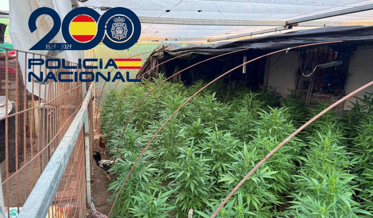 La Policía Nacional desmantela una finca con cultivo exterior e indoor de marihuana en Coria del Río - La Policía Nacional desmantela una finca con cultivo exterior e indoor de marihuana en Coria del Río