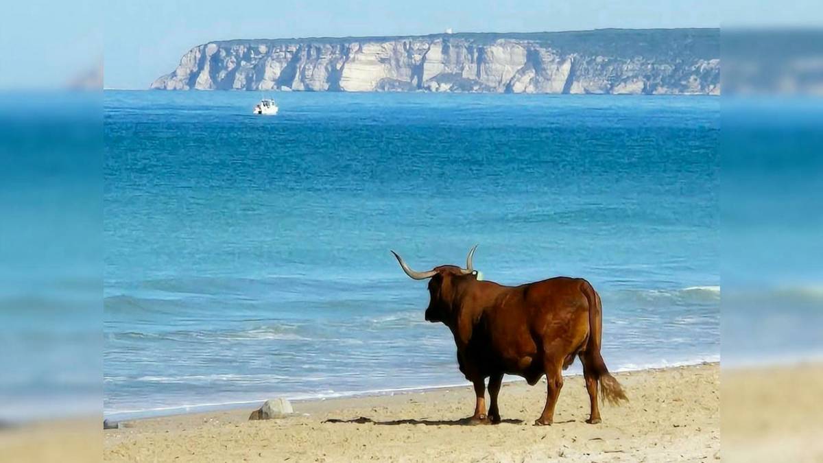 La playa de El Retín, en Barbate, ya está abierta al público: tiene horario limitado