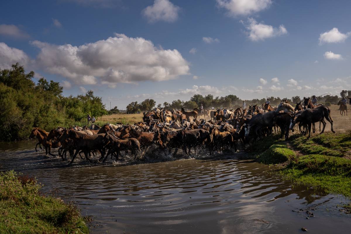 La saca de las yeguas de Almonte de 2026: del camino del Lobo hasta El Rocío, en imágenes
