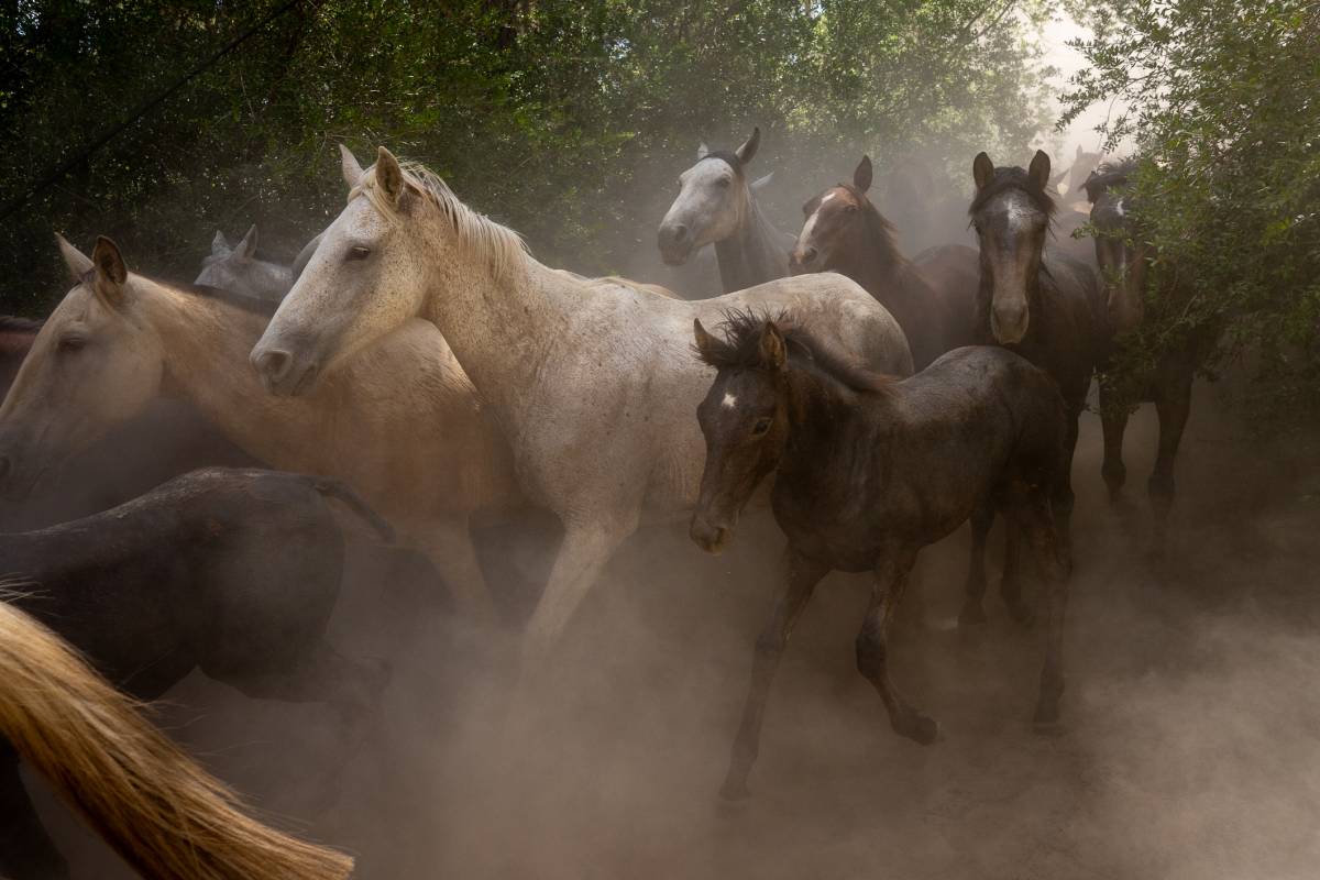 La saca de las yeguas de Almonte de 2026: del camino del Lobo hasta El Rocío, en imágenes