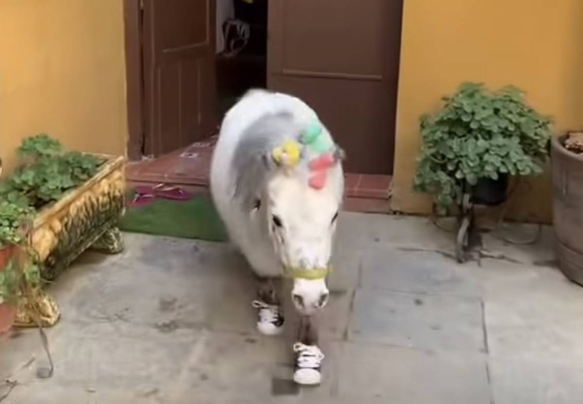 Ciuciu, el poni secuestrado en Sanlúcar.