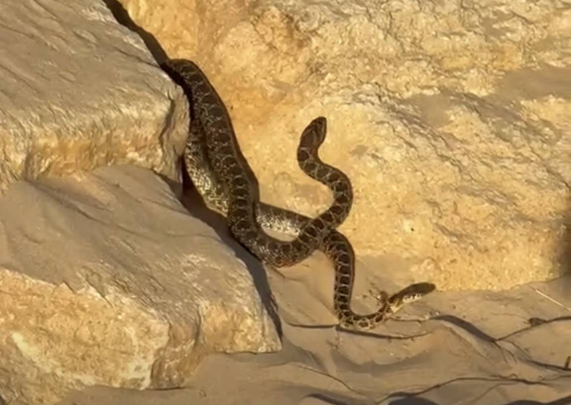 Visto en una playa de El Puerto: dos serpientes sorprenden a los bañistas entre las rocas