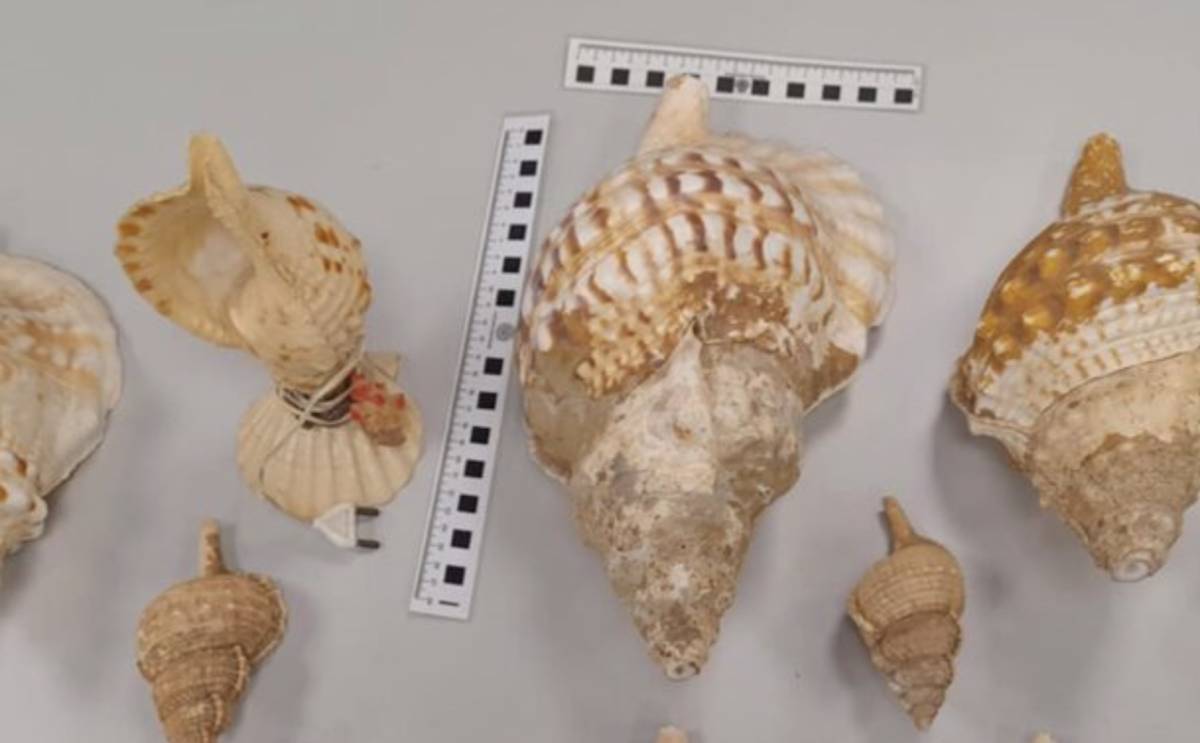 Intervenidas 12 caracolas en peligro de extinción en Almería: estas son las que nunca debes llevarte de ninguna playa