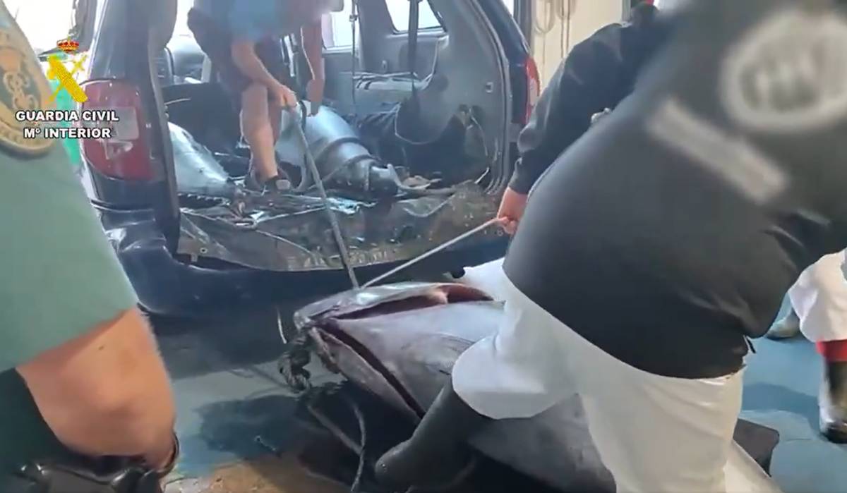 La Guardia Civil descubre cuatro enormes atunes rojos transportados en un turismo en Barbate. - La Guardia Civil descubre cuatro enormes atunes rojos transportados en un turismo en Barbate.