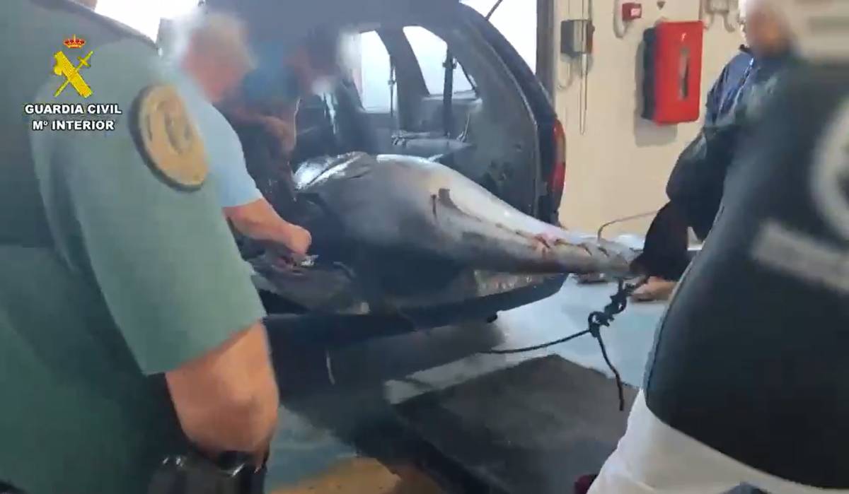 Ocultos bajo una lona y sin papeles: interceptan cuatro enormes atunes rojos en un coche en Barbate