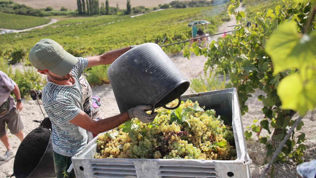 La vendimia en el Marco de Jerez: una campaña de máquinas, familias... e inmigrantes