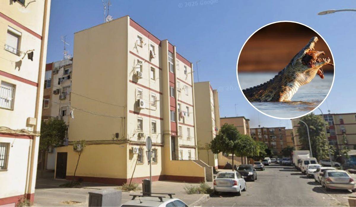 Como uno más en la casa: un registro policial acaba con el hallazgo de un cocodrilo de medio metro en Sevilla