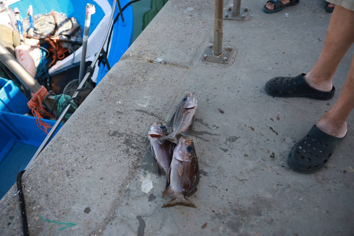 Pescadores y rederos puerto de Barbate, Alga asiática 
