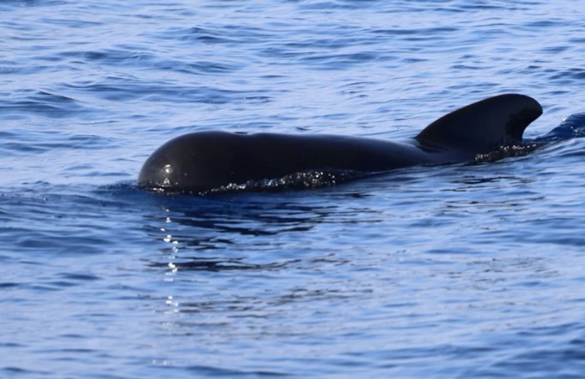 Casi imposible de ver: una de las ballenas más difíciles de avistar, frente a la costa almeriense