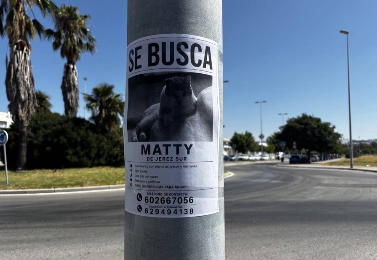 Se busca a Matty: el gato que camina con dificultad y necesita volver a su hogar en Jerez Sur