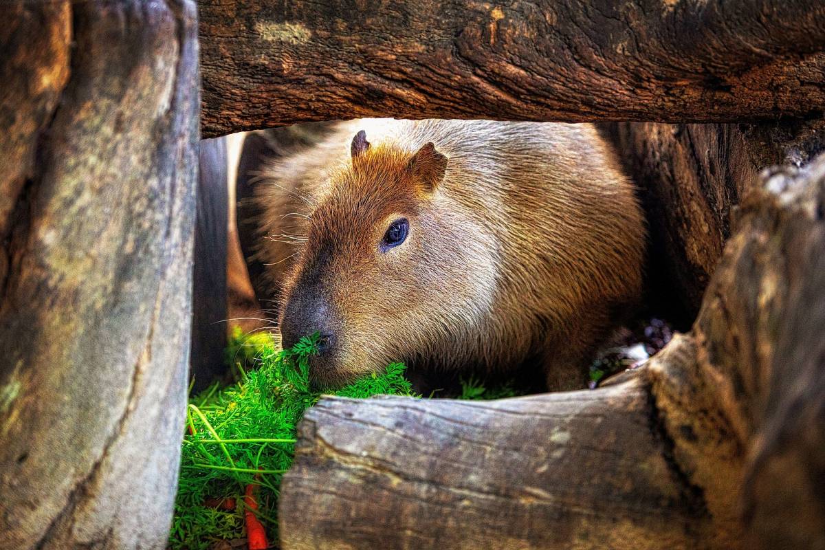 Así celebrará el Zoobotánico de Jerez el Día Internacional de la Capibara