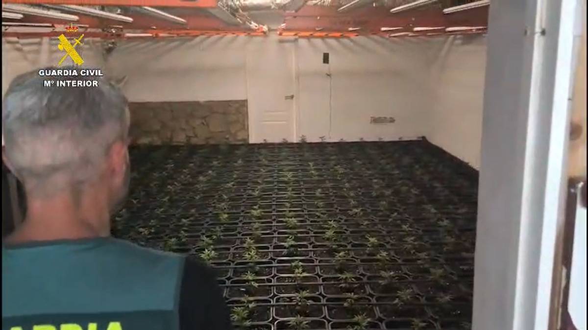 La triple ilegalidad en una finca de Medina: un alquiler fraudulento, 900 plantas de marihuana y enganches de luz