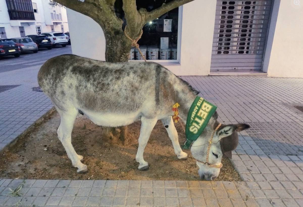 El burrito de Enrique Balsera, Espiri, en las calles de Vejer.