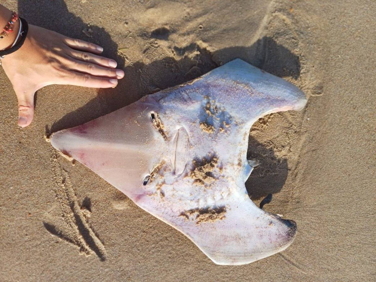 Una cabeza de pez guitarra encontrada en la costa de Cádiz.