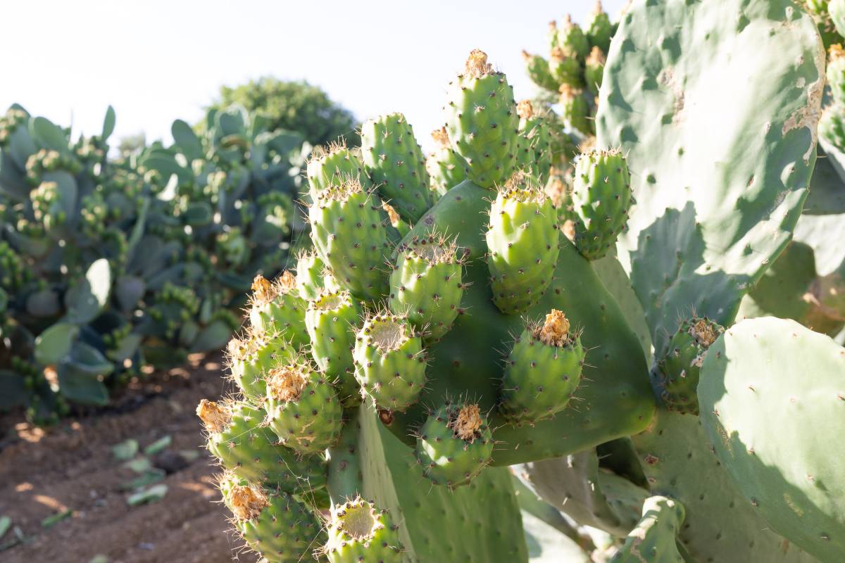 Plantación chumberas Tuna Chicana 