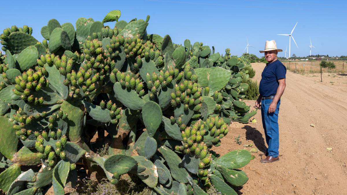 Plantación chumberas Tuna Chicana 