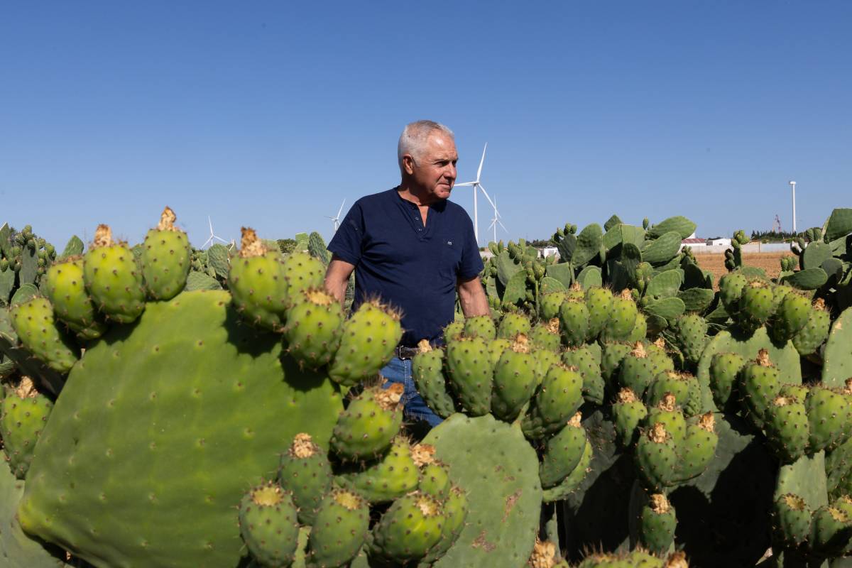 El chiclanero que combate plagas para devolver los higos chumbos al paisaje andaluz: 
