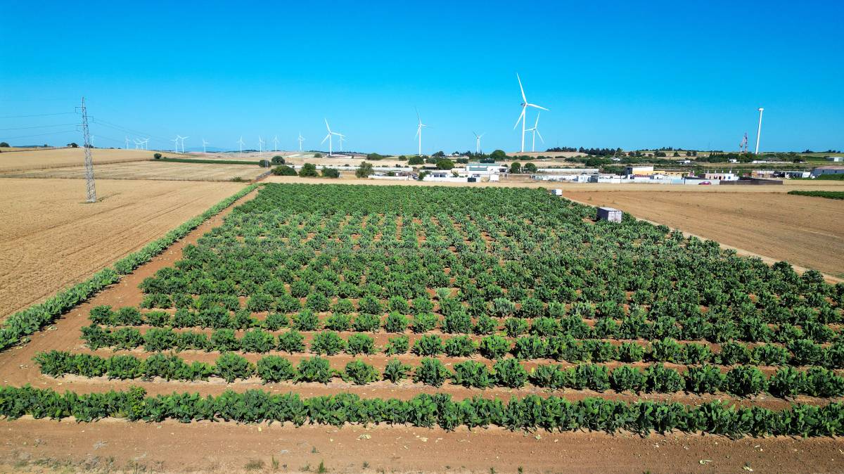 Plantación chumberas Tuna Chicana 
