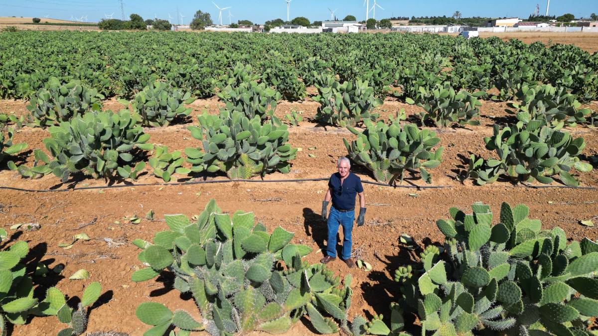 Plantación chumberas Tuna Chicana 