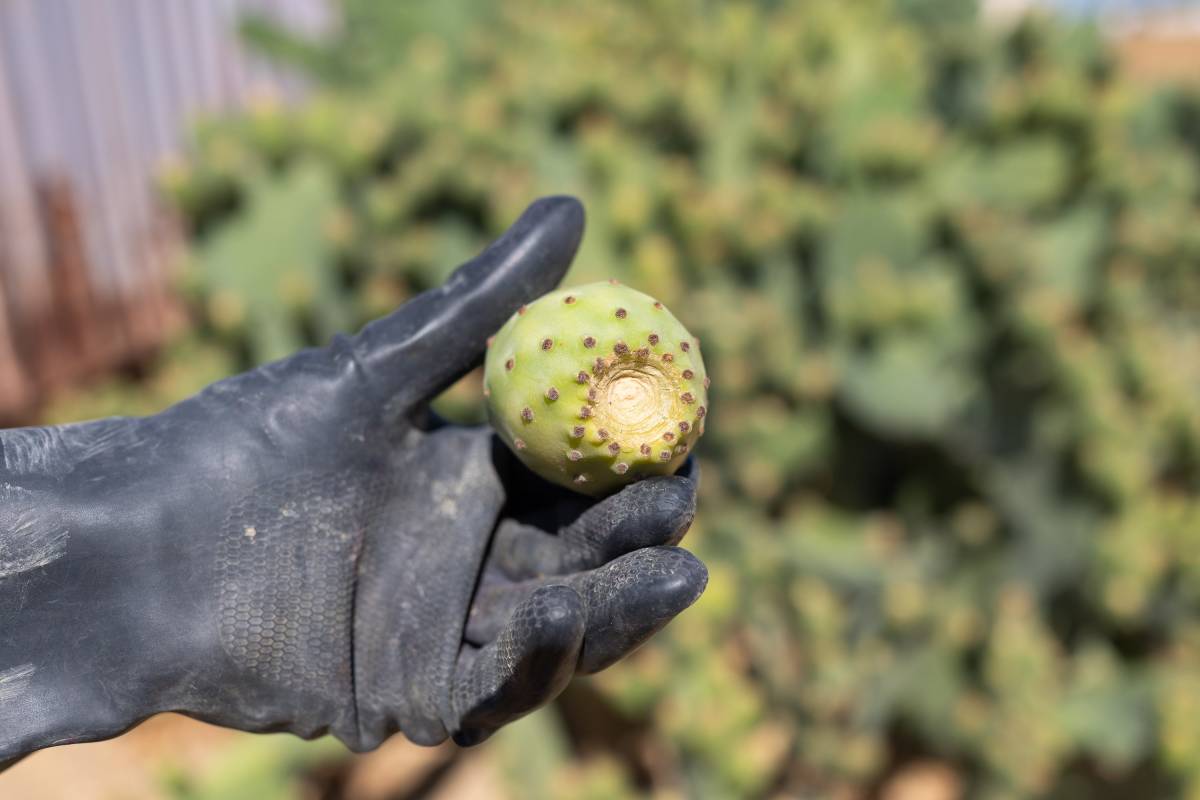 Plantación chumberas Tuna Chicana 