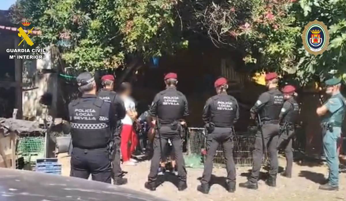 Dos personas investigadas tras realizar el rescate de Rescatan 88 gallos en dos criaderos clandestinos en Sevilla - Dos personas investigadas tras realizar el rescate de Rescatan 88 gallos en dos criaderos clandestinos en Sevilla