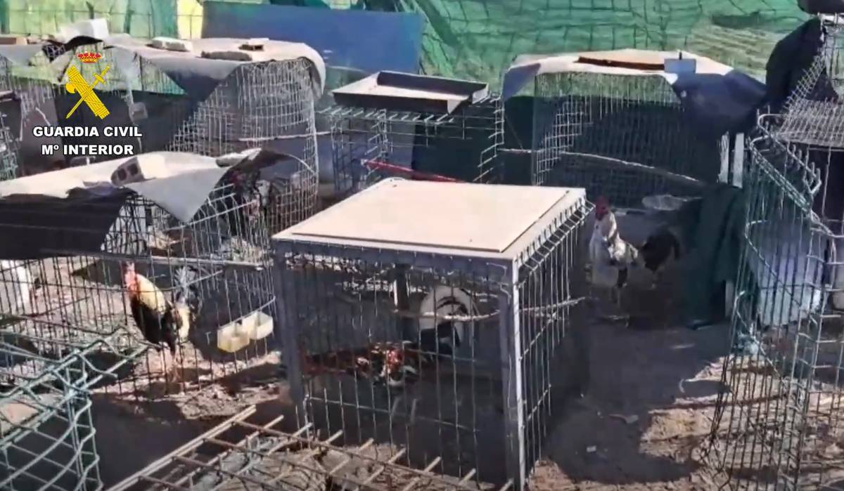 Golpe a los criaderos clandestinos de gallos en Sevilla: más de 20 de los animales habían sido robados
