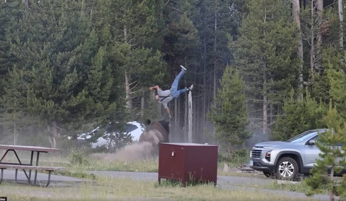 Un bisonte lanza a un turista por los aires en Estados Unidos - Un bisonte lanza a un turista por los aires en Estados Unidos