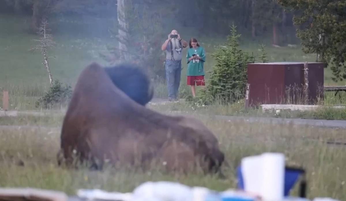 El aterrador ataque de un bisonte a un turista: ignora la distancia de seguridad para fotografiarle