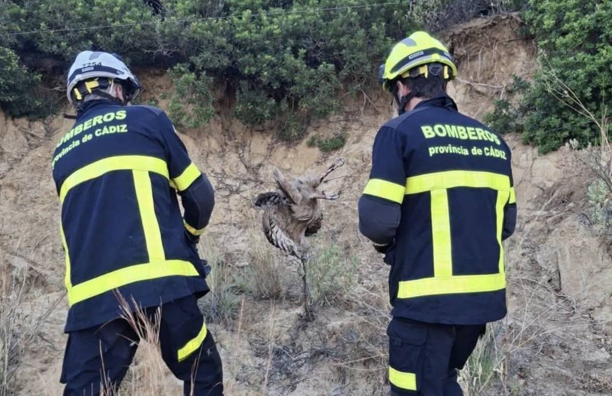 Un búho se queda enganchado a la valla de una finca en Medina